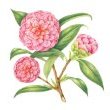 Origami Camellia by Dorota Haber-Lehigh
